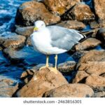 2017年度围棋经典赛事直播视频全纪录 32yjj4jdk