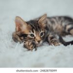 3d开奖结果最新查询与今日开奖号码实时更新 7u5zwxp5p0